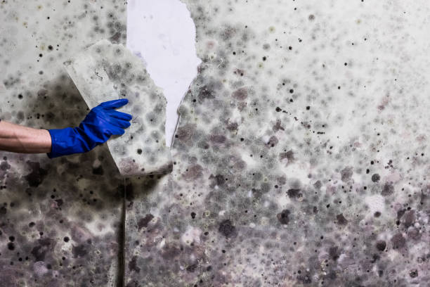 Best Post-Flood Mold Remediation in Vienna Bend, LA